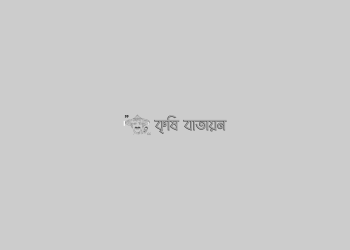 সবজি চাষে সেক্স ফেরোমন ফাঁদ ব্যবহার