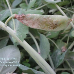 মটরশুঁটির থ্রিপস পোকা