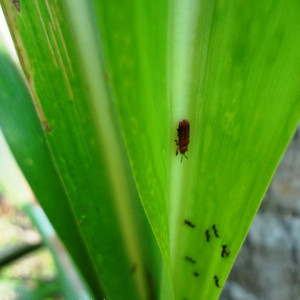 আখের কালো পাতা ফড়িং