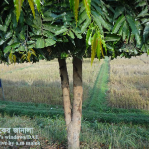 দেবদারুর কান্ড ছিদ্রকারি পোকা